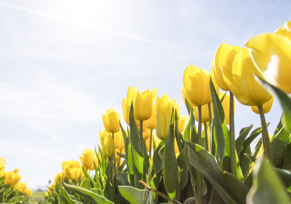 tulips-netherlands-flowers-bloom-159406